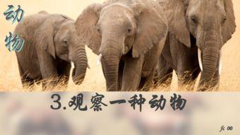 观察动物的视频,捕捉自然之美