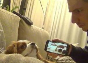 狗狗打飞机视频,打飞机视频萌态十足