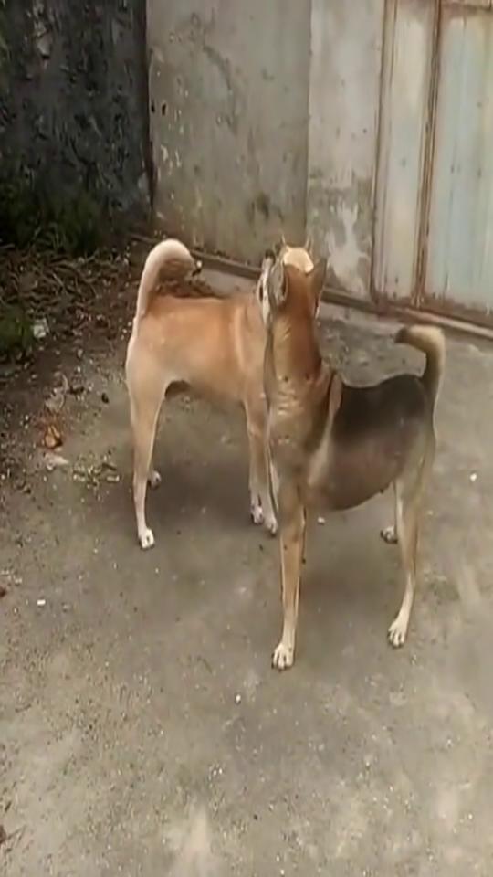 狗与狗打架视频,一场宠物间的力量对决